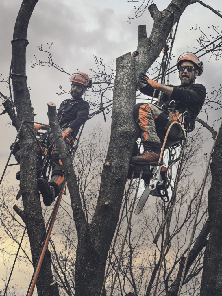 Baumpflege Team Bornheim Über Uns