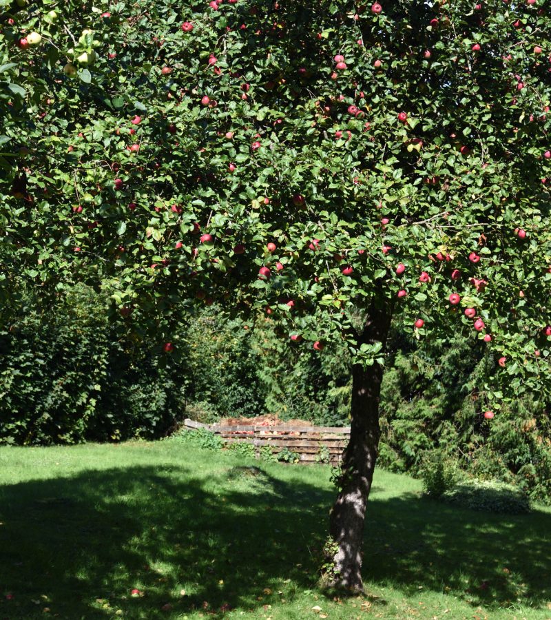 Obstbaumschnitt Baumpflege Bornheim